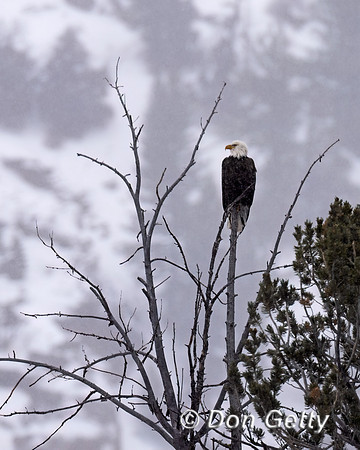 Bald Eagle