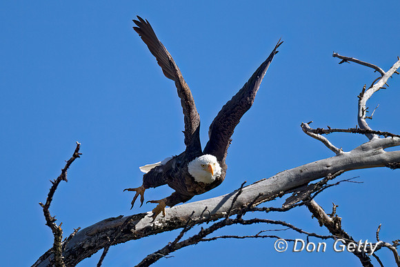 Bald Eagle