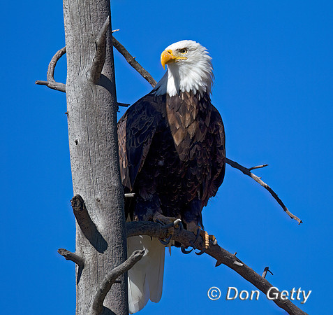 Bald Eagle