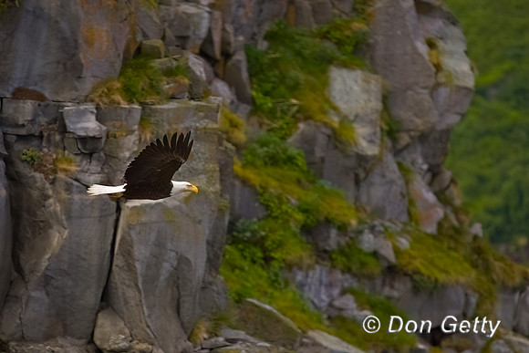 Bald Eagle