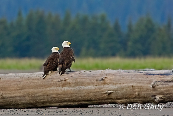 Bald Eagle