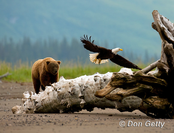 Bald Eagle