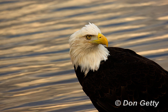 Bald Eagle