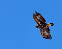 Golden Eagle,