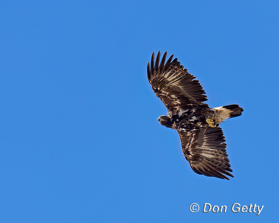 Golden Eagle,