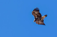 Golden Eagle,
