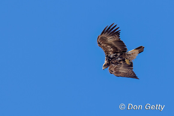 Golden Eagle,
