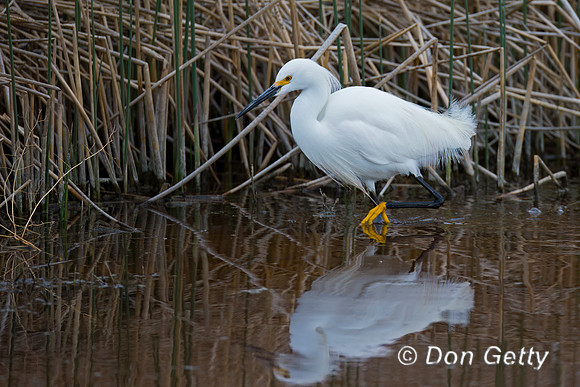 Egret Snowy