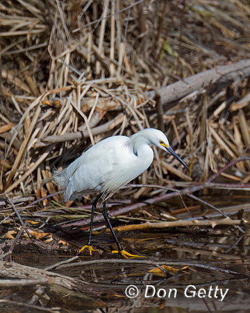 Egret Snowy