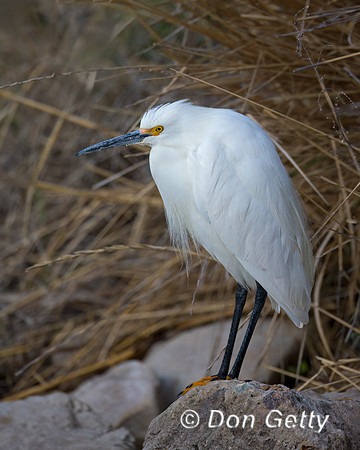 Egret Snowy
