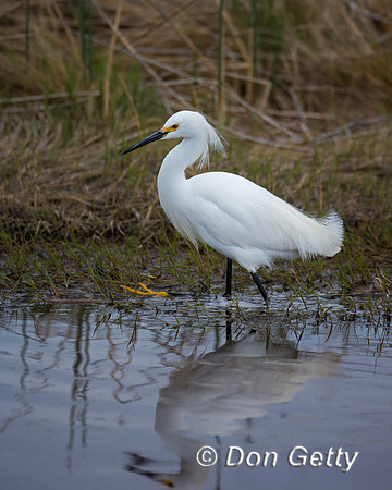 Egret Snowy