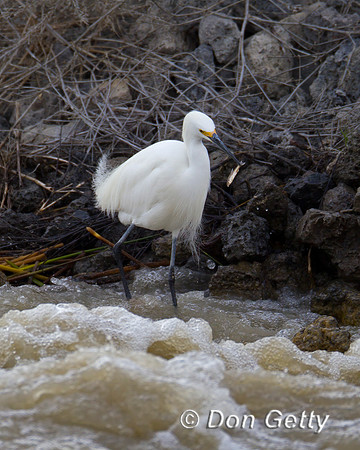 Egret Snowy