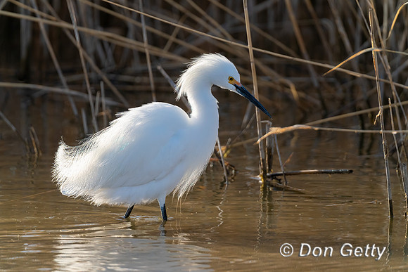 Egret Snowy