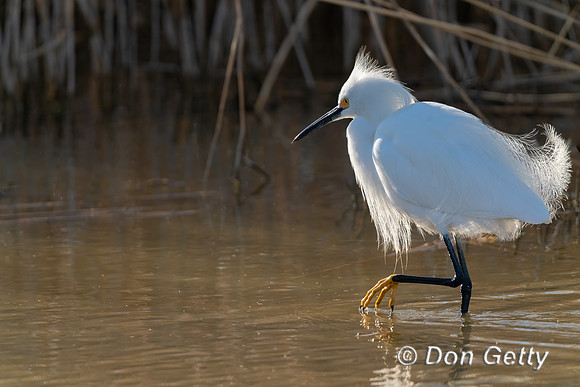 Egret Snowy