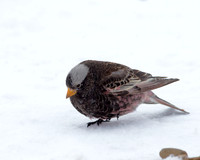 Black Rosy Finch