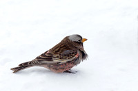 Black Rosy Finch