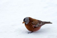Black Rosy Finch