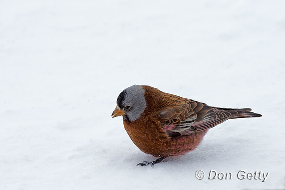 Black Rosy Finch