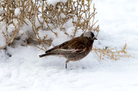 Black Rosy Finch
