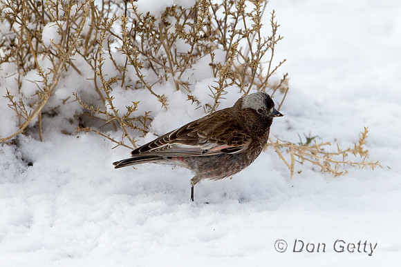 Black Rosy Finch