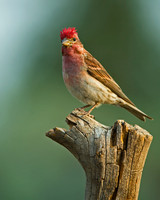 Cassin's Finch