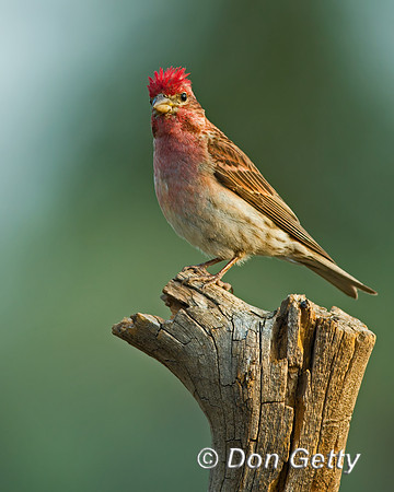 Cassin's Finch