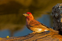 Cassin's Finch