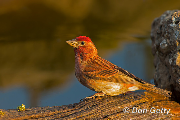 Cassin's Finch