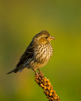 Cassin's Finch