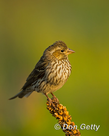 Cassin's Finch