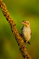 Cassin's Finch