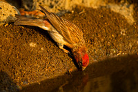 Cassin's Finch