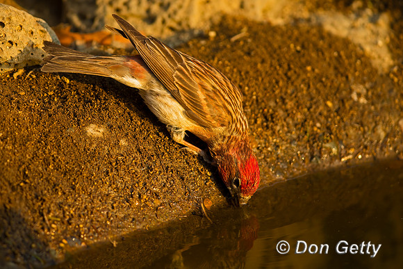 Cassin's Finch