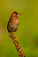 Cassin's Finch