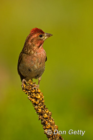 Cassin's Finch