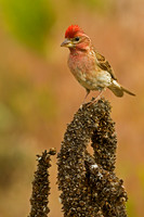 Cassin's Finch