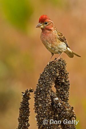 Cassin's Finch