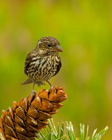 Cassin's Finch