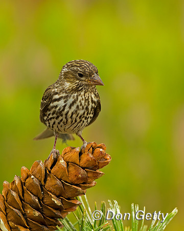 Cassin's Finch