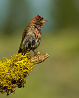 Cassin's Finch