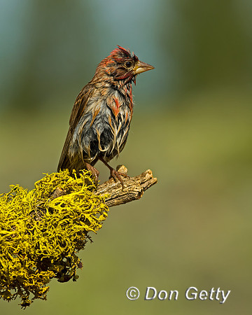 Cassin's Finch
