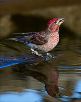 Cassin's Finch