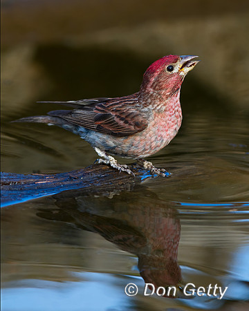 Cassin's Finch