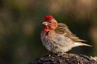 Cassin's Finch