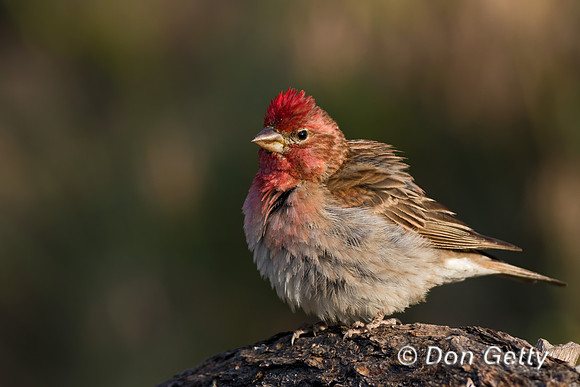 Cassin's Finch