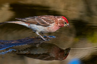 Cassin's Finch