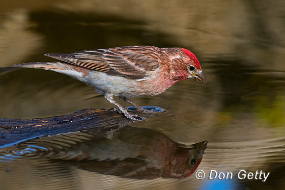 Cassin's Finch