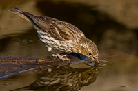 Cassin's Finch
