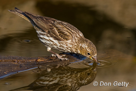 Cassin's Finch