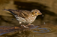 Cassin's Finch